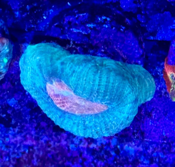 Fighting Irish Favia