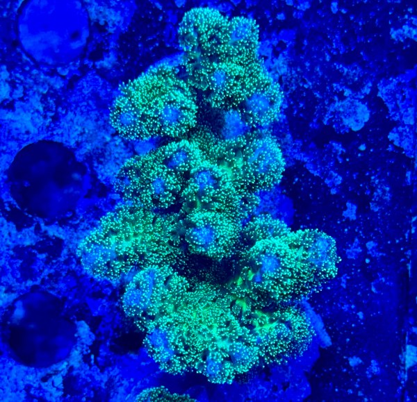 Green Pocillopora