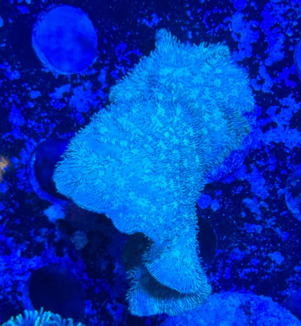 ORA Mint Pavona Coral