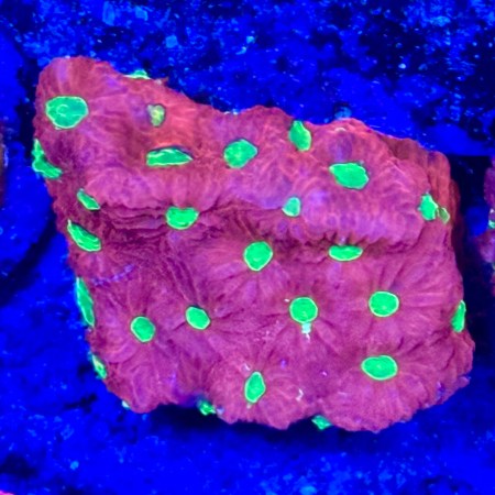 Red Green-Eyed Favites