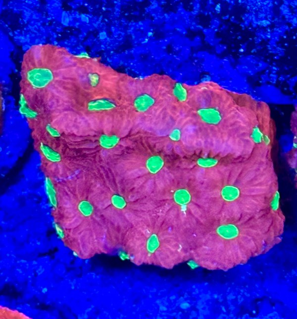 Red Green-Eyed Favites