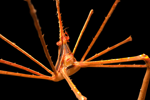Arrow Crab