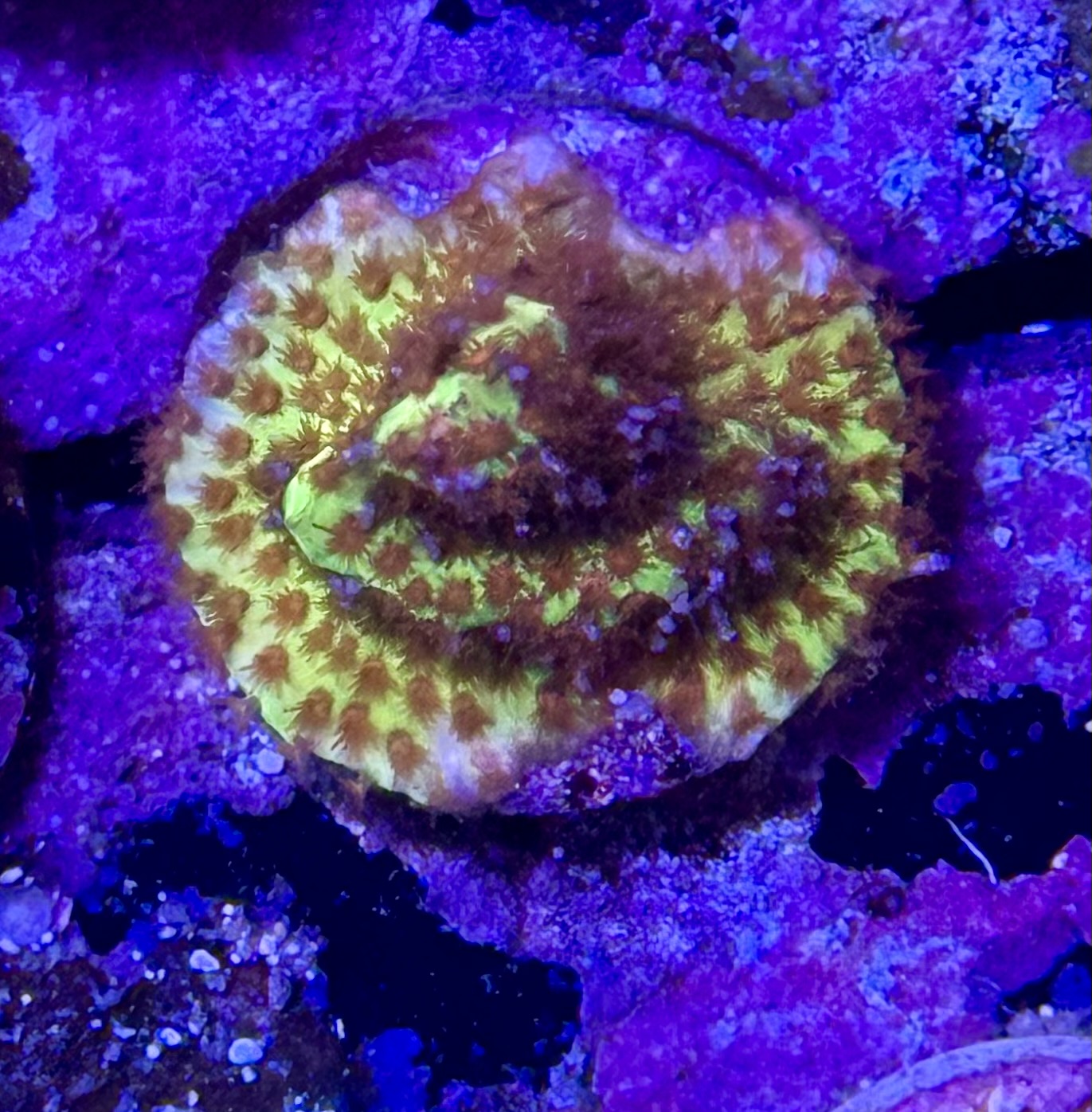 Burning banana Stylo