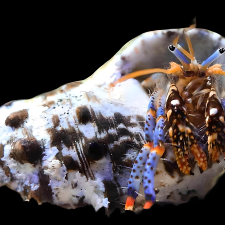 Blue Legged Hermit Crab