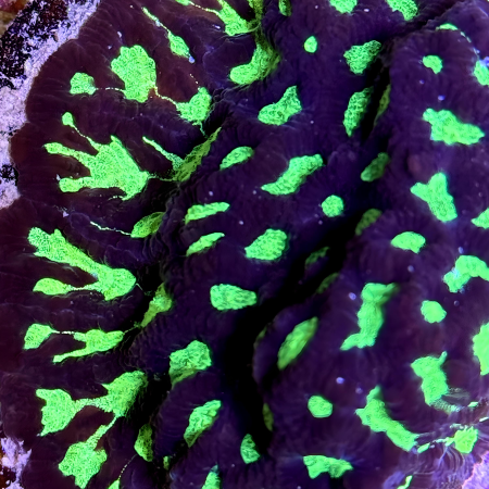 ACI Firestorm Platygyra