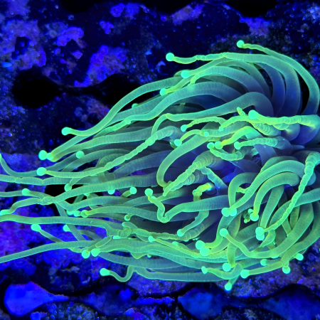 Bright Green long Tentacle Torch