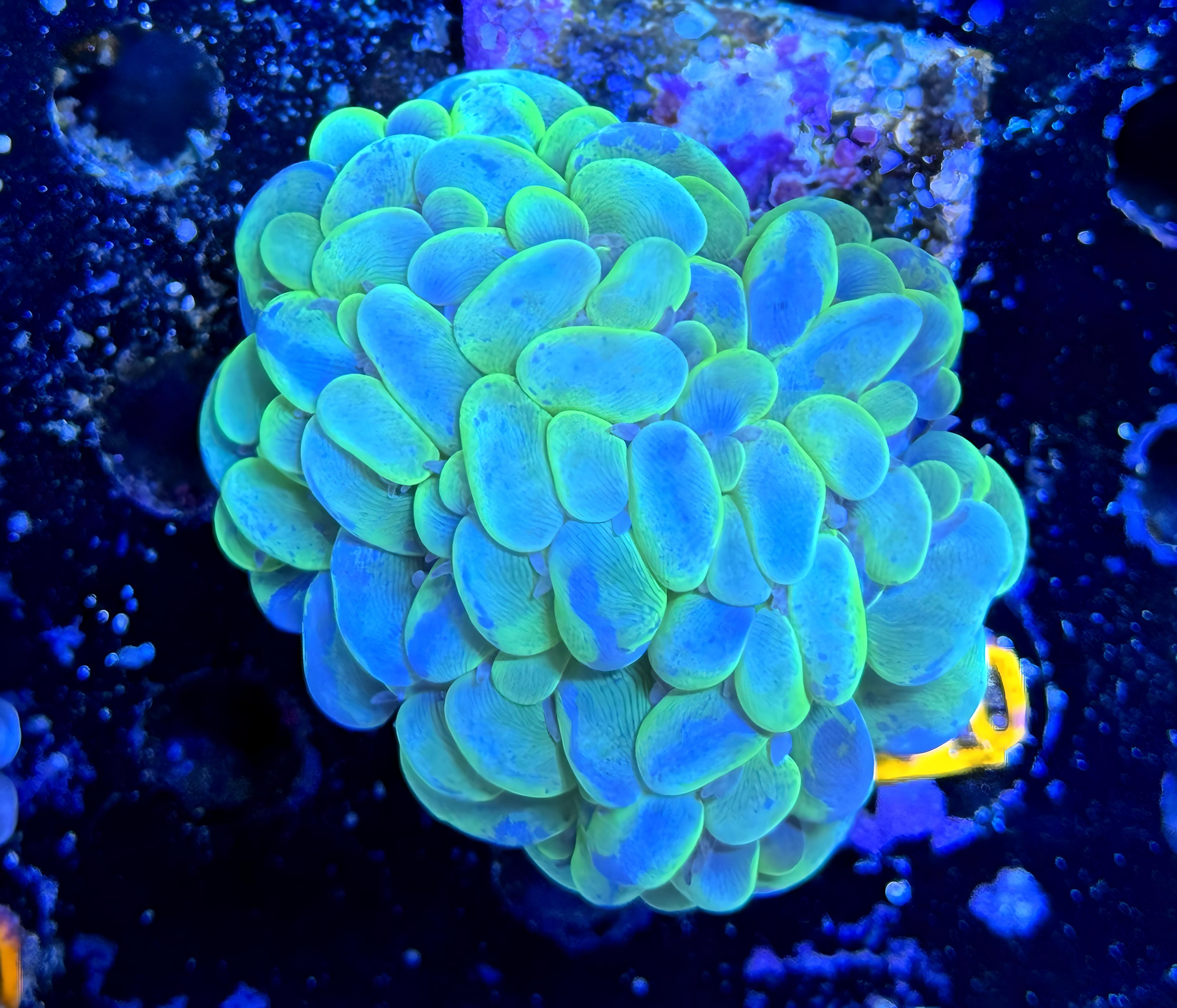 Bubble Coral