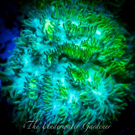 Eye of Horus Hydnophora