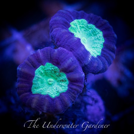 Alien Eye Candy Cane Coral