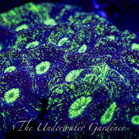 Toxic Splatter Goniastrea