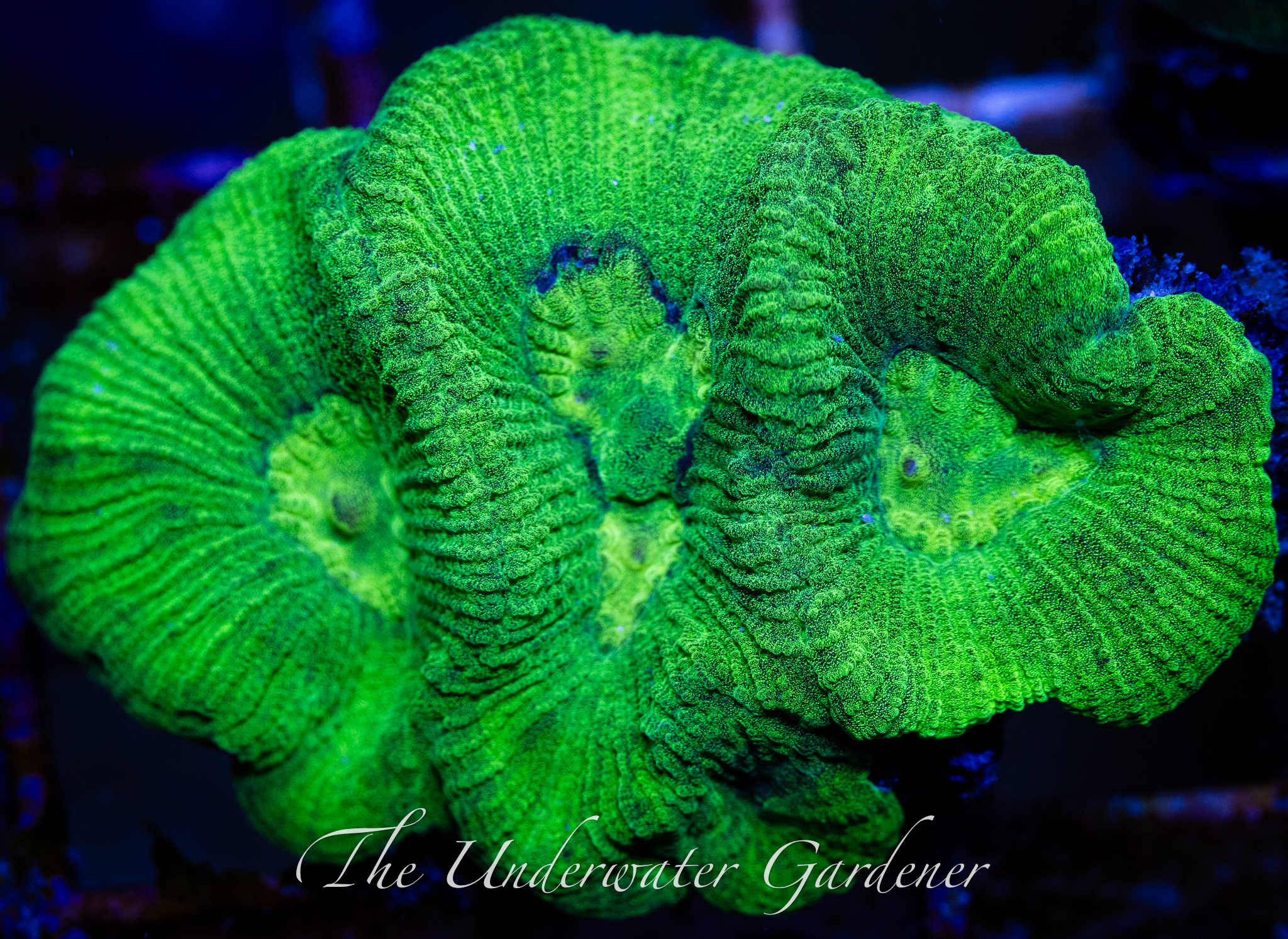 Toxic Green Goniastrea