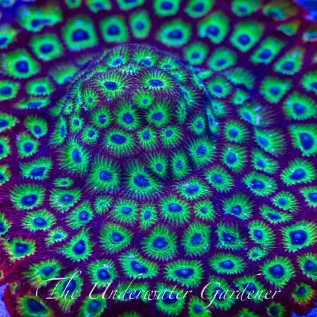 ACI Fireworks Favites