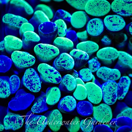 Aussie Branching Toxic Splatter Hammer