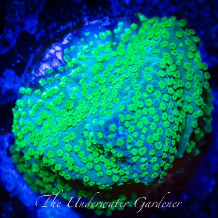 Emerald Forest Montipora