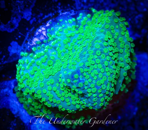 Emerald Forest Montipora