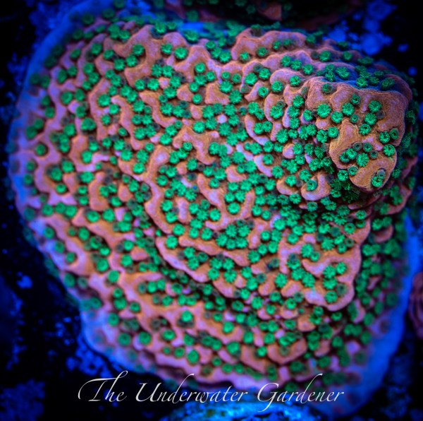 Tropic Thunder Montipora