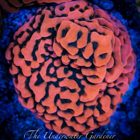Kung Pao Montipora