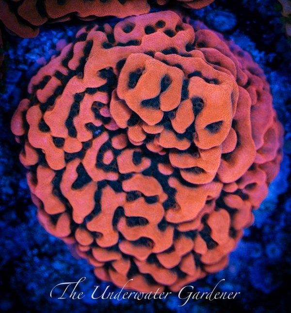 Kung Pao Montipora