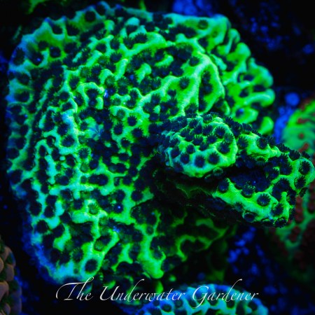 Neon Green Montipora Spongodes