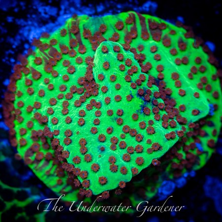 Jedi Mind Trick Montipora