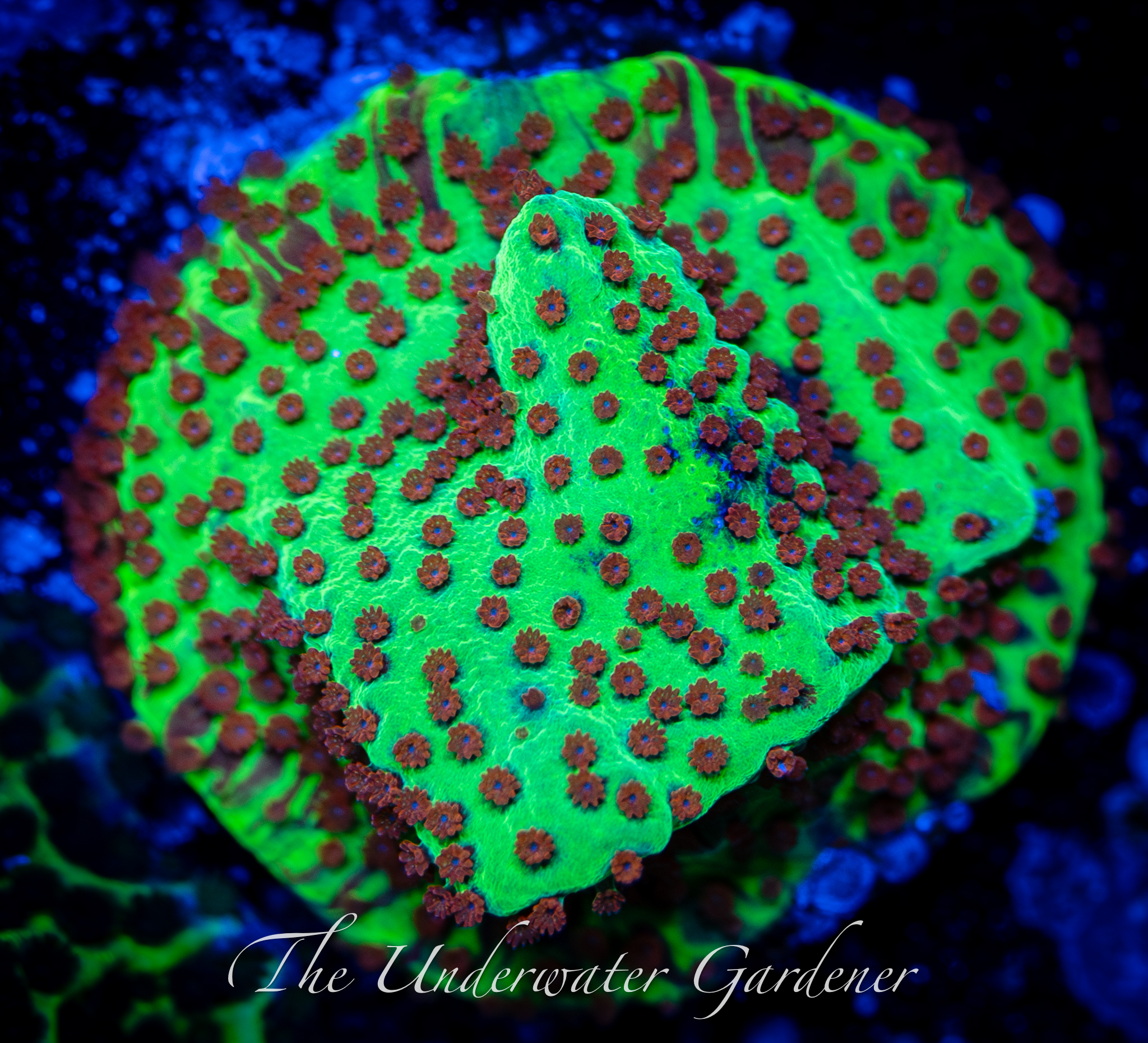 Jedi Mind Trick Montipora