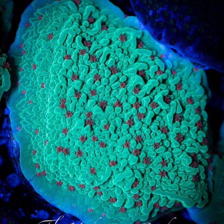 Red Chili Pepper Montipora