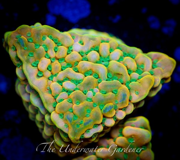 Beach Bum Montipora