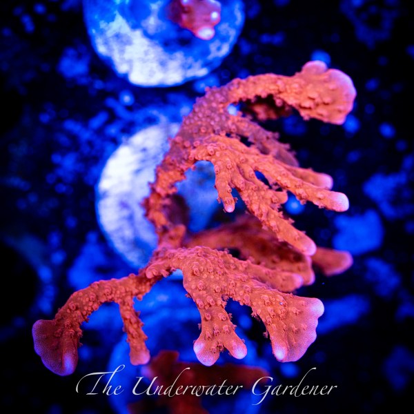 Manilla Spy Branching Monti