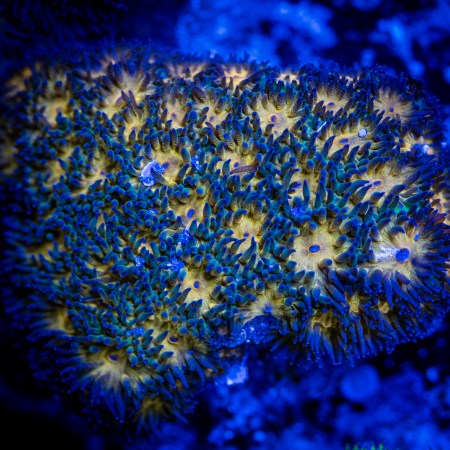 John Deere Leptastrea