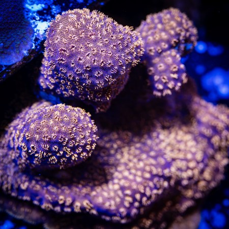 Copper Encrusting Pavona