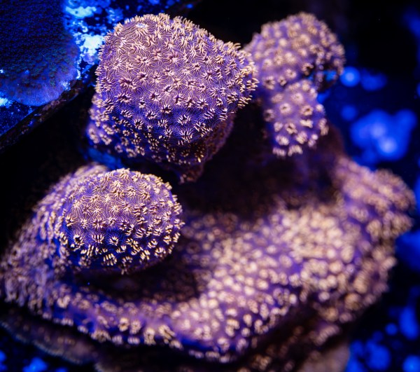 Copper Encrusting Pavona