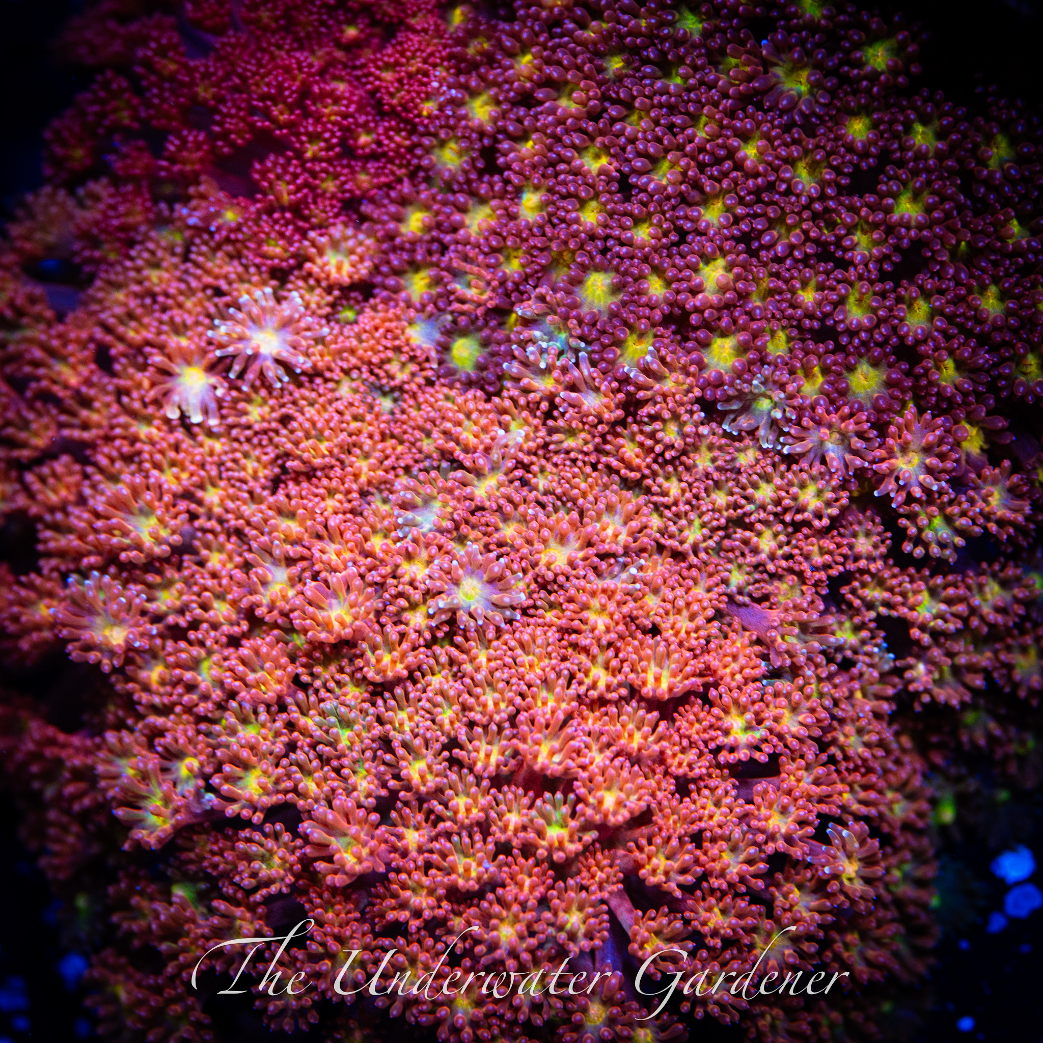 Rainbow Bernardapora