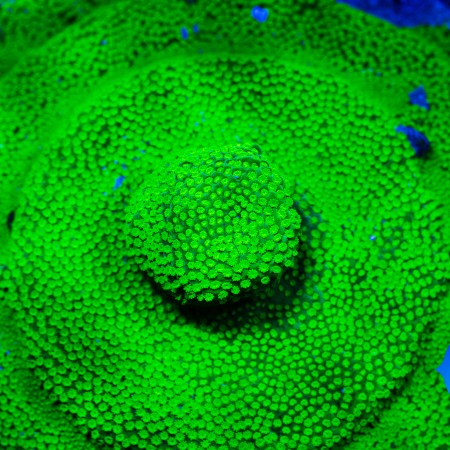 Emerald Forest Montipora