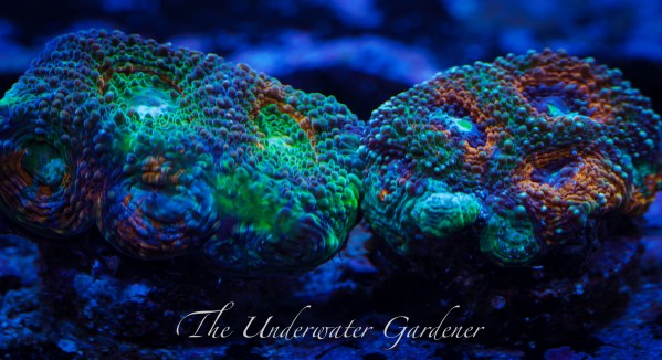 Rainbow Acan Echinata
