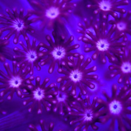 Purple Alveopora