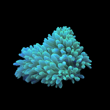 Green Bubble Tip Anemone