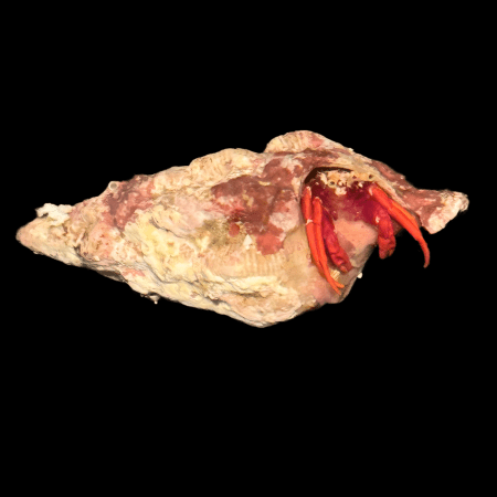 Red legged Hermit crab