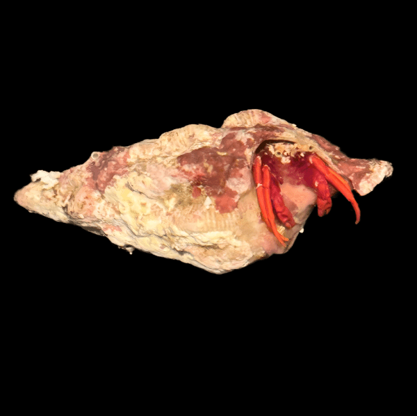 Red legged Hermit crab