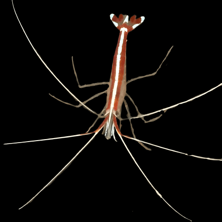 Cleaner Shrimp