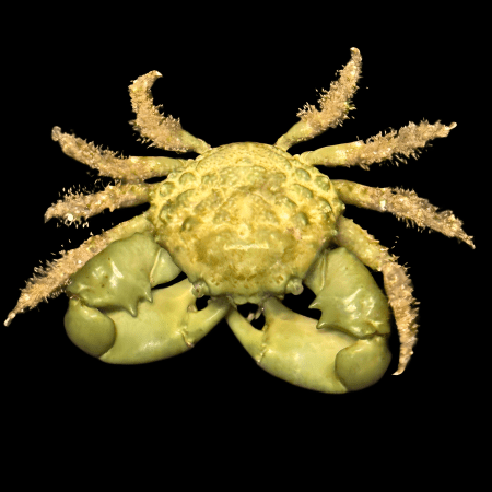 Green Emerald Crab