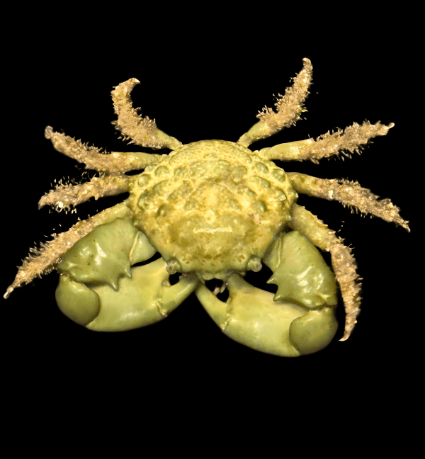 Green Emerald Crab