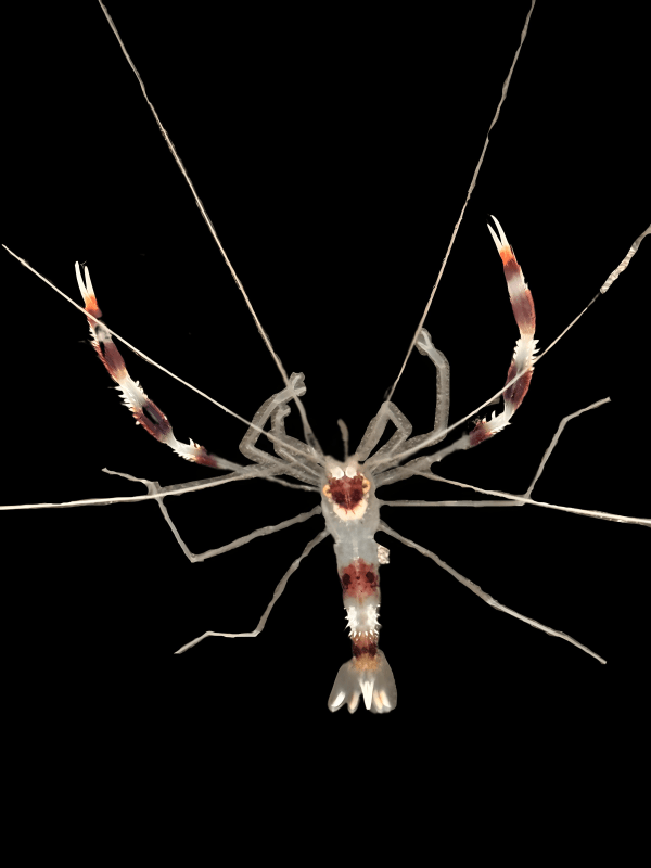 Coral Banded Shrimp