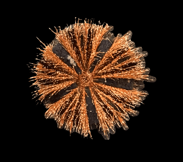 Tuxedo Urchin