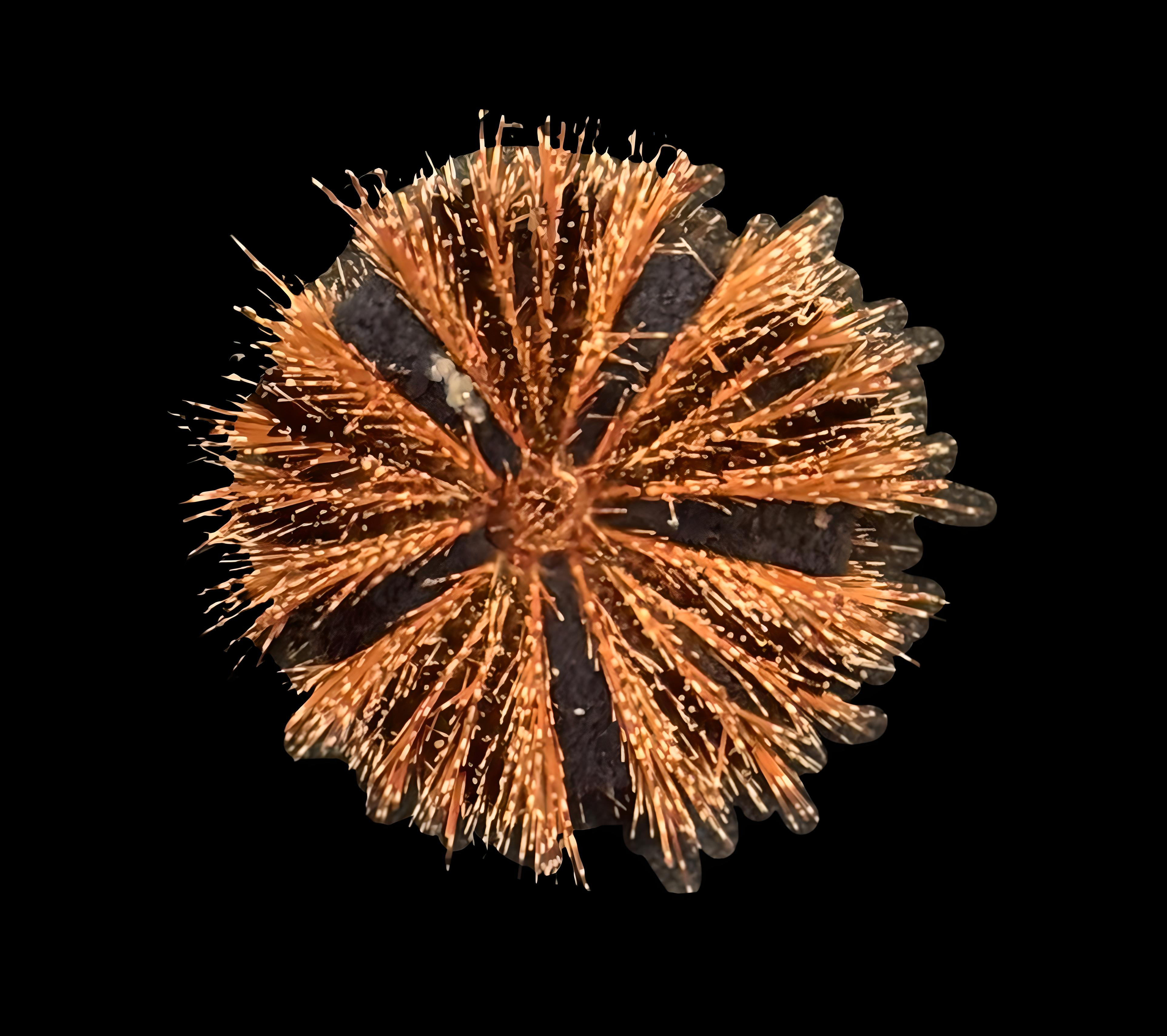 Tuxedo Urchin
