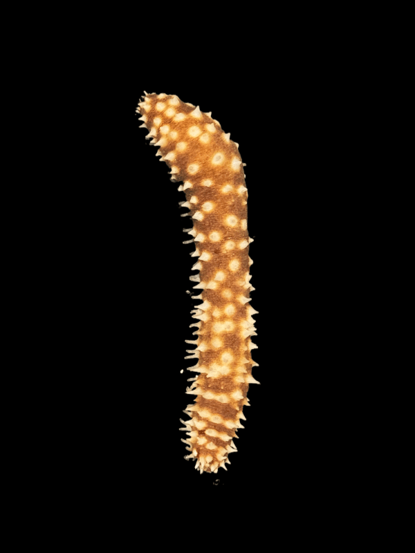 Tiger Tail Sea Cucumber