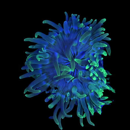 Long Tentacle Anemone