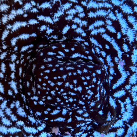 Mr Freeze Leptoseris