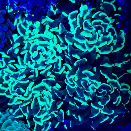 Neon Green Stem Splatter Branching Hammer