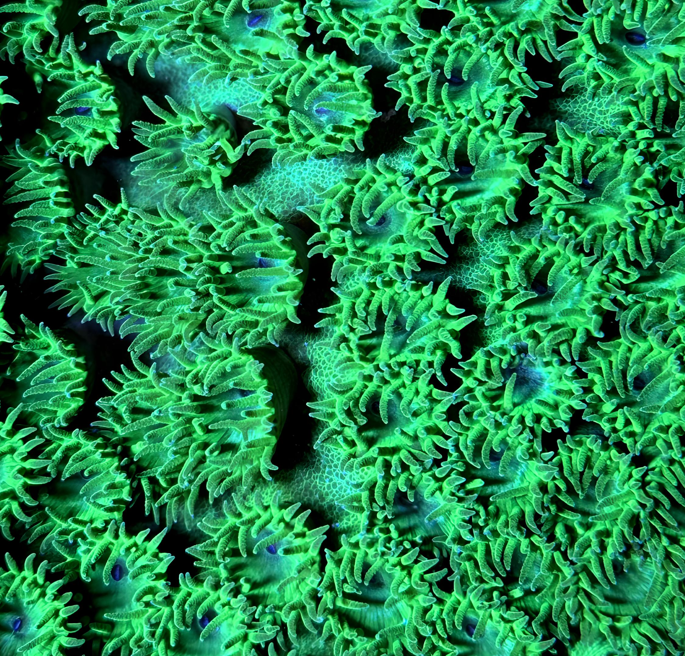 Pagoda Cup Coral