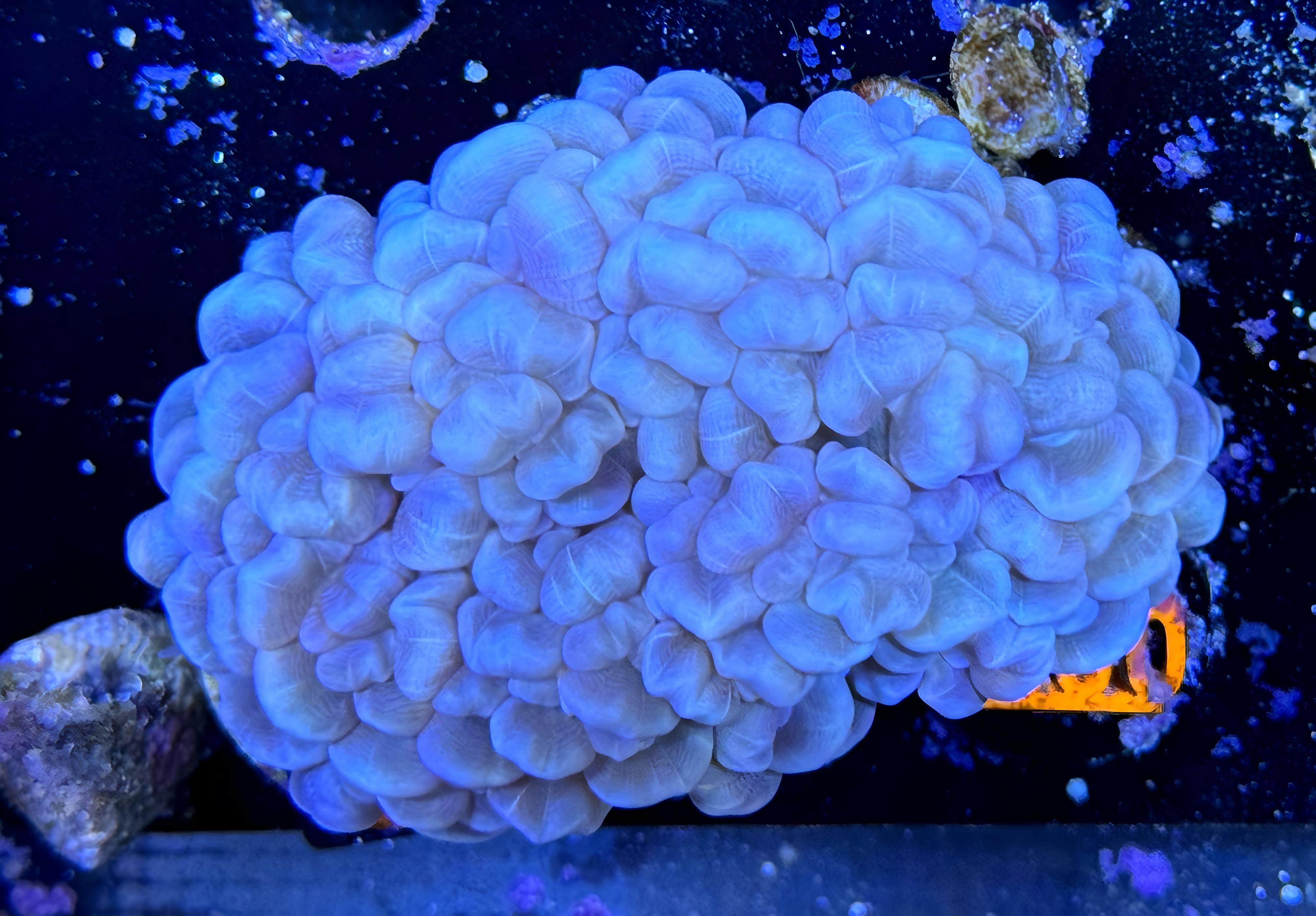 Pearl Bubble Coral